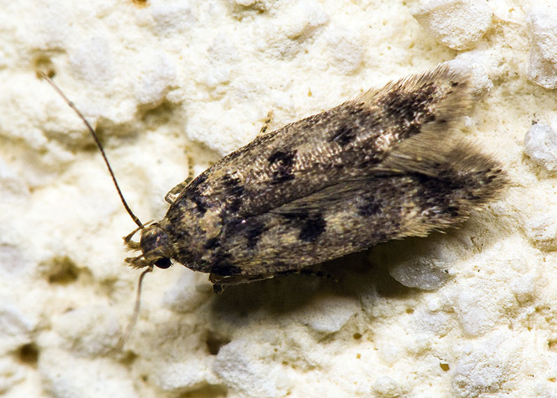 Gelechiidae: Bryotropha domestica